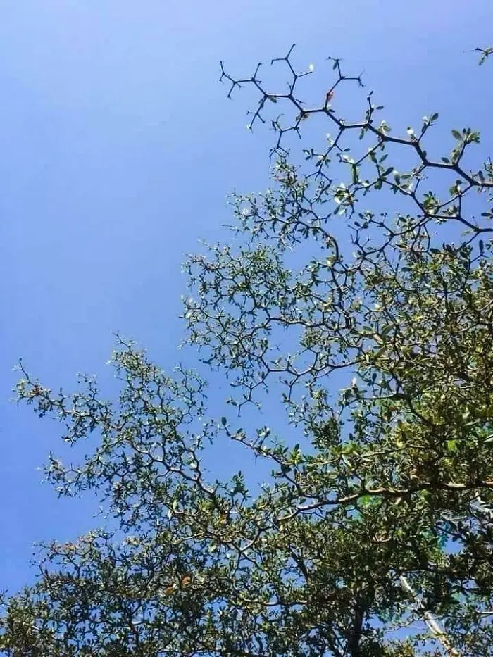 simetri