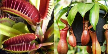 Sinekkapan’dan Kobra Lily’ye: Etobur Bitkiler ve Evrim Süreçleri Hakkında Bilmeniz Gerekenler