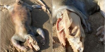 Avustralya’da Kıyaya Vuran Gizemli Bir Yaratık “Uzaylı” Tartışmalarını Tekrar Gündeme Getirdi