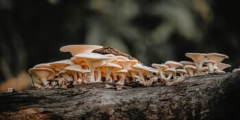 İstiridye Mantarı Nedir? Nasıl Pişirilir, Tariflerde Nasıl Kullanılır?