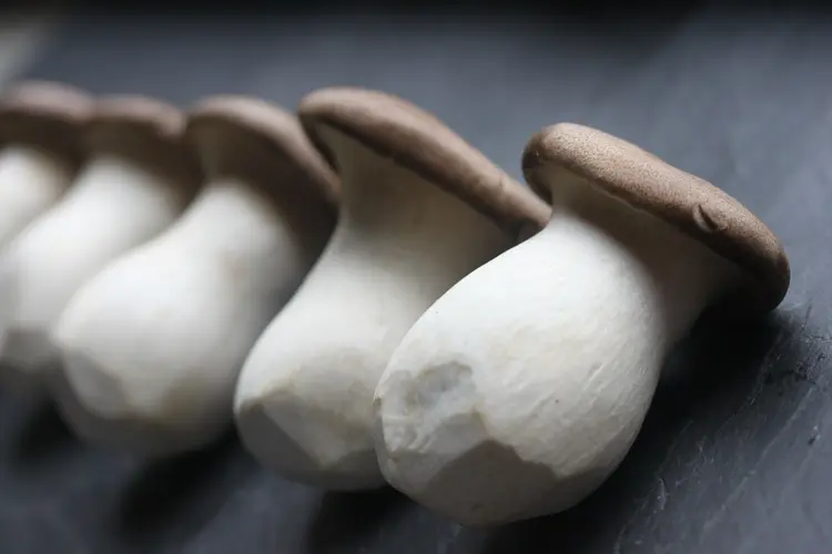 istiridye mantarı