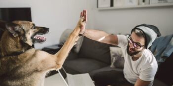 Köpekler ana görsel