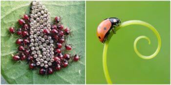 Uğur Böcekleri Hakkında Muhtemelen Daha Önce Duymadığınız 8 İlginç Bilgi