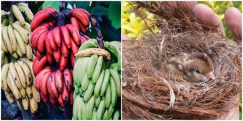 Dünyanın Dört Bir Yanında Doğru Kabul Edilen Ama Yanlış Olan 9 İnanış