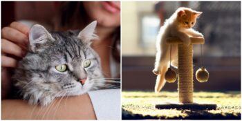 Uzmanlar Açıklıyor! Bir Kedinin Sizi Sevmesi İçin Yapmanız Gereken 8 Şey