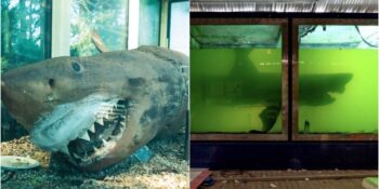 Öldükten Sonra Bile İnsanların Zulmünden Kurtulamayan Köpek Balığı Rosie’nin Hikâyesi