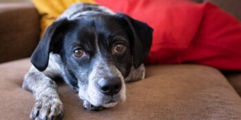 Ne Anlatmak İstiyorlar? Köpeklerin Hislerini Yansıtan 5 Farklı Yatış Pozisyonu