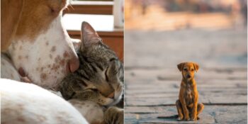 4 Nisan Sokak Hayvanları Günü: Türkiye’de Sokak Hayvanları Konusunda Neler Yapılıyor?