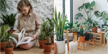 Ruh Halini İyileştirmenin En Estetik Yolu: İç Mekân Bitkilerinin Bilim Destekli 7 Faydası