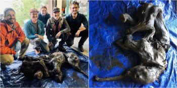 Heyecanlandıran Keşif: Kanada’da Mükemmel Bir Şekilde Korunmuş Yavru Mamut Fosili Bulundu