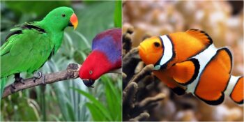 Birbirinden İlginç Üreme ve Ebeveynlik Biçimlerine Sahip Olan 6 Hayvan