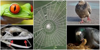 Doğa ve Canlılar Hakkında Muhtemelen Daha Önce Duymadığınız 10 Bilgi