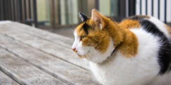 Tüy Dökme Problemine Son! Parlak Ve Sağlıklı Tüyler İçin En İyi Kedi Mamaları