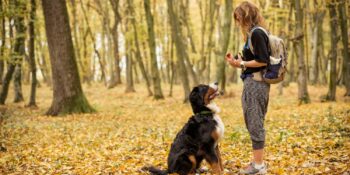 Köpeğinizle Aranızdaki Bağı Güçlendirecek En İyi Köpek Eğitim Ürünleri