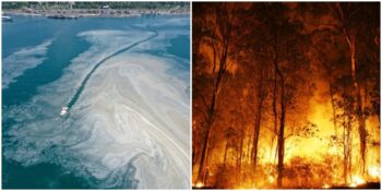 Dünya Çevre Günü’nde Türkiye’den Manzaralar: Ülkemizdeki Çevre Sorunları Neden Çözülemiyor?