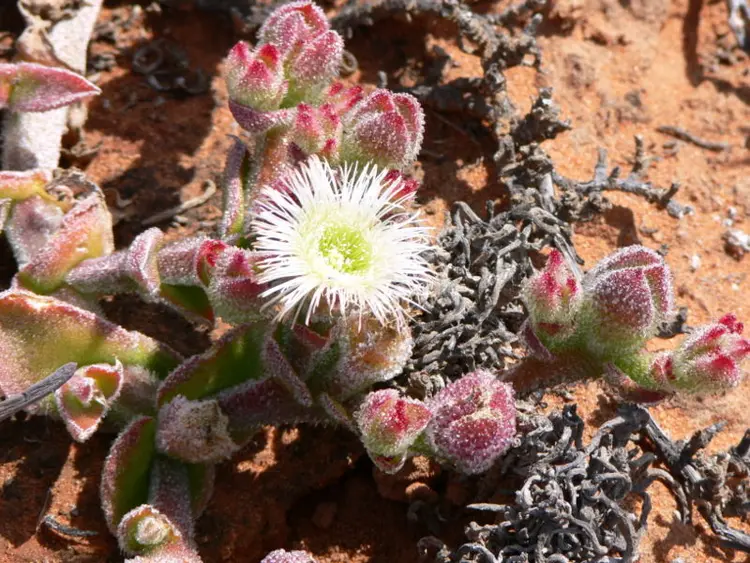 conophytum pageae 