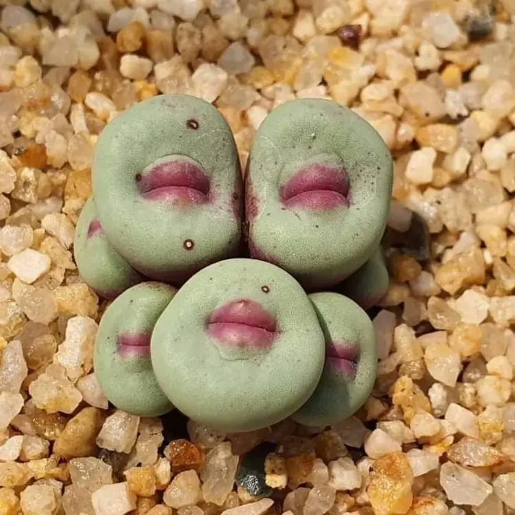 conophytum pageae 