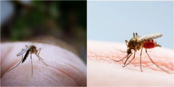 Bilim İnsanları Açıkladı: Sivrisinekler Neden Bazı İnsanları Daha Çok Isırıyor?