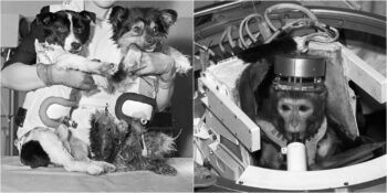 Maymunlar, Köpekler, Fareler: İnsanlardan Önce Uzay Seyahati Yapan 10 Hayvan