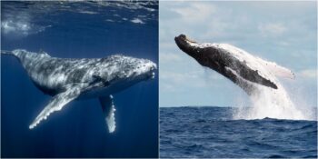 Okyanusların Devasa Canlıları Balinalar Küresel Isınmayla Nasıl Mücadele Ediyor?