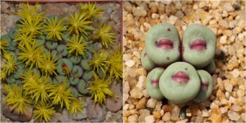 İnsan Yüzünü Andıran Görünümüyle Dikkat Çeken Bitki: Conophytum Pageae Hakkında Bilmeniz Gerekenler