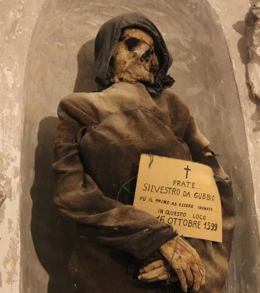 capuchin 