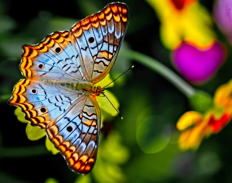 prenses diana