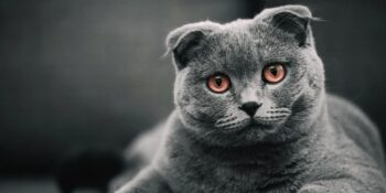 Scottish Fold