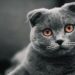 Scottish Fold