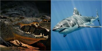 Timsahlardan Köpek Balıklarına: Kökenleri Tarih Öncesi Dönemlere Kadar Uzanan 10 Hayvan