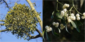 Dikkatli Kullanılması Gereken Bir Şifa Kaynağı: Ökse Otunun Faydaları ve Zararları Nelerdir?