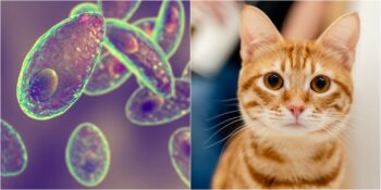 Toksoplazmoz: Kedilerden İnsanlara Bulaşan Ve Görme Kaybına Neden Olabilen Hastalık