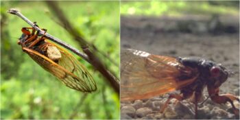 Bulaştığı Böcekleri Zombiye Dönüştüren Massospora Mantarı Hakkında Bilmeniz Gerekenler