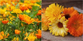 Doğanın İnsanlığa Sunduğu Mucizelerden Biri! Aynısefa Bitkisinin Faydaları ve Zararları Nelerdir?