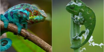 Tek Yetenekleri Renk Değiştirmek Değil! Bukalemunlar Hakkında 10 Şaşırtıcı Gerçek