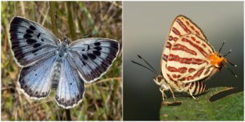 Dışkı Yiyor Gözyaşı İçiyorlar! Kelebekler Hakkında Daha Önce Hiç Duymadığınız 10 Bilgi