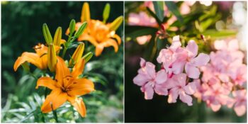 Kedi/Köpek Sahipleri Buraya! Minik Dostunuz İçin Zehirli Olabilecek 10 Bitki Türü