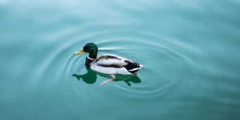 Ördek Sendromu: Neden Bazı İnsanlar Mutlu Olmadıkları Halde Mutluymuş İmajı Çizer?