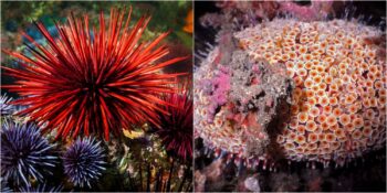 Su Altı Dünyasının Büyüleyici Canlısı Denizkestaneleri Hakkında Bilmeniz Gereken 9 İnanılmaz Gerçek