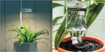 Bitkilerin Bakıma İhtiyaç Duyduğunu Gösteren 4 İşaret ve Onları Kurtarmak İçin Uygulayabileceğiniz Yöntemler