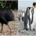 Penguenden Deve Kuşuna: Uçamayan Kuşlar Hakkında Birbirinden İlginç 10 Bilgi