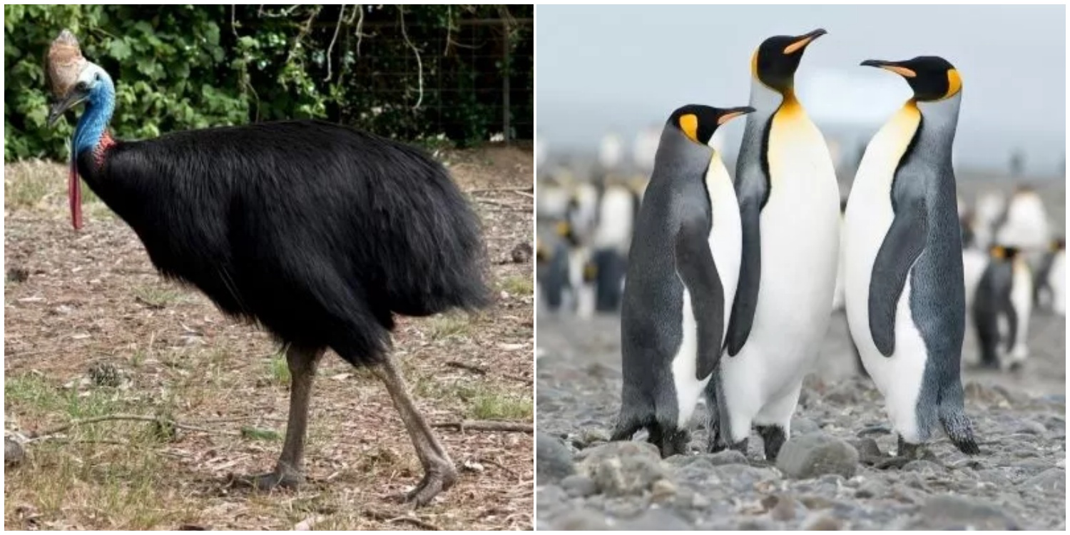 Penguenden Deve Kuşuna: Uçamayan Kuşlar Hakkında Birbirinden İlginç 10 Bilgi