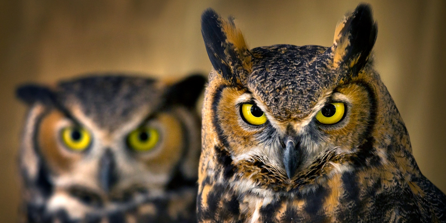 Gecenin Bekçileri: İnanılmaz Özelliklere Sahip Olan Baykuşlar Hakkında Bilmeniz Gerekenler
