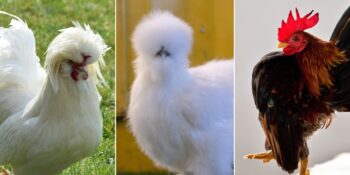 Tavuk çeşitleri