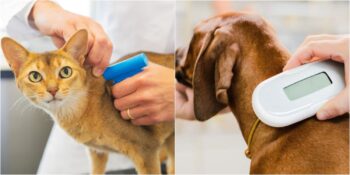 Evcil Hayvanlar İçin Mikroçip Uygulaması Zorunlu Hale Getirildi! Son Tarih 31 Aralık