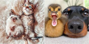 Farklı Hayvan Türleri Arasındaki Dostluğu Gözler Önüne Seren 14 Muhteşem Fotoğraf