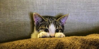 Kimilerine Göre Gerçek Kimilerine Göre Şehir Efsanesi! Kediler Gerçekten 9 Canlı Mı?