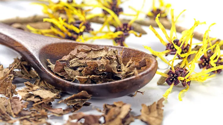 Hamamelis virginia ne işe yarar