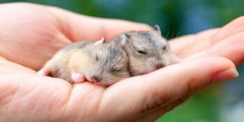 Hamster nasıl bakılır