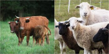 Aydın’da 28 Mahalle Karantinaya Alındı! Mavi Dil Hastalığı Nedir, Belirtileri Nelerdir?